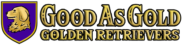 Good As Gold Golden Retrievers
